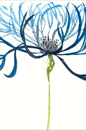 Centaurea Montana II