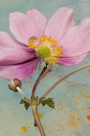 Vintage Anemone